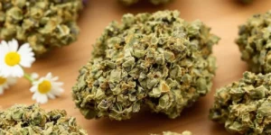 CBD cannabis buds with chamomile flowers on table