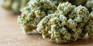 CBD Euphoria cannabis buds close-up showing dense trichomes and frosty texture