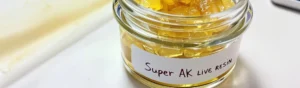 Golden live resin concentrate on a kitchen countertop with a baking sheet and thermometer nearby, ready for decarbing.