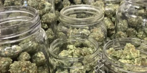 Step-by-step cannabis curing process using glass jars
