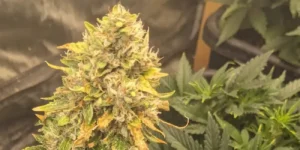 Cherry Cola Autoflower cannabis plant with dense buds, frosty trichomes, and green-yellow sugar leaves in a grow tent.