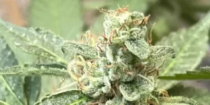 Alienz strain effects, potency, and terpene profile