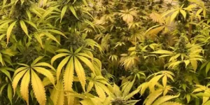 Arjan’s Strawberry Haze plant with mature buds outdoors