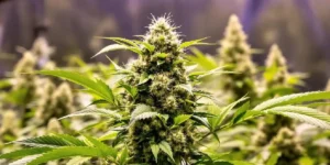 Autoflower cannabis before and after light defoliation in flowering