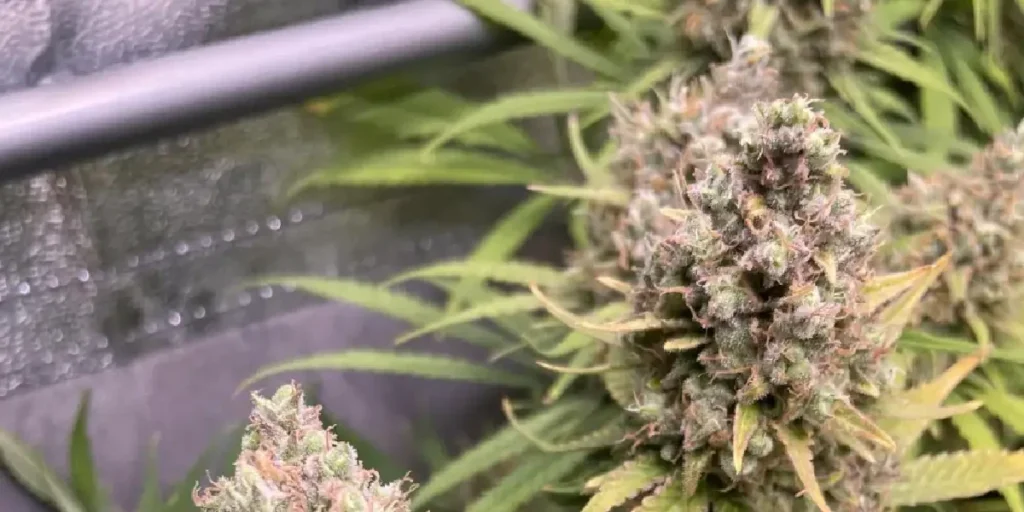 Barneys Mimosa EVO Grow Info