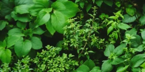 CBD herbal tea for gastritis relief and digestive support