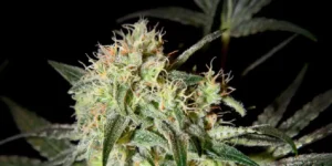 cannabis plants showing slight phenotype variation in bud structure and leaf color