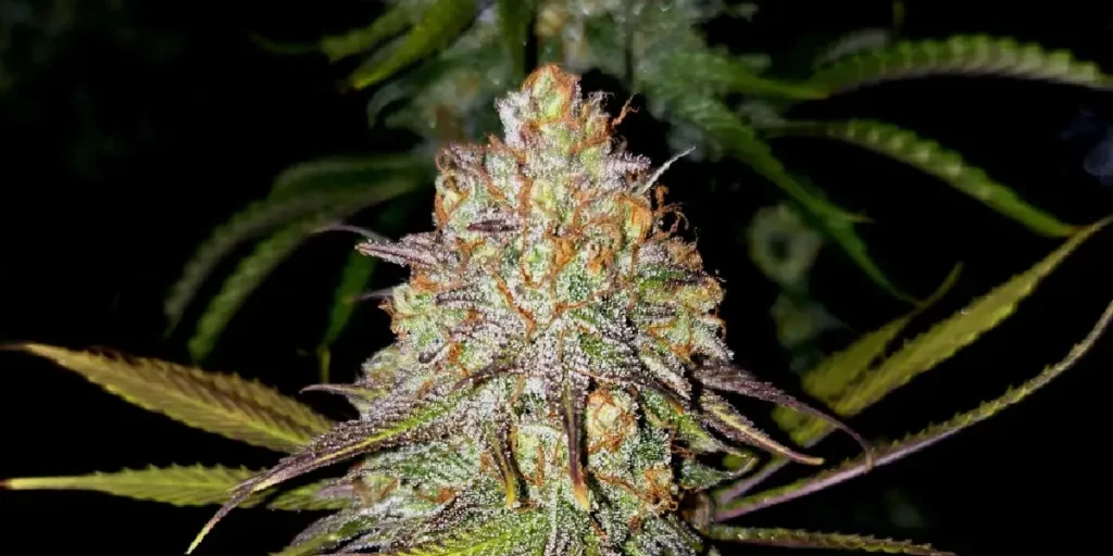 How to Grow Exodus Cheese Strain