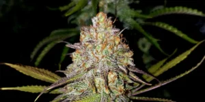 Close-up of Exodus Cheese cannabis bud