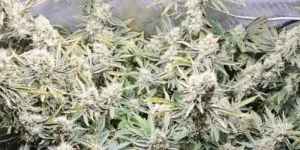 dense Muffin Runtz cannabis buds growing indoors covered in trichomes