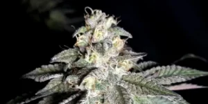 Nori Cake strain dense bud with heavy trichome coverage and visible pistils during flowering stage.