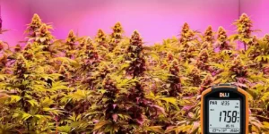PAR meter measuring DLI in cannabis grow room