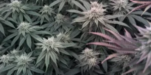 SLH x RS11 strain cannabis plants with dense buds in flowering stage