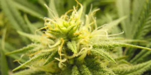 Cannabis buds and leaves with aluminum foil as alternative smoking method.