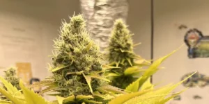 A close-up of a mature bud from The Church strain, featuring dense trichomes, bright green leaves, and golden pistils, ready for harvest.