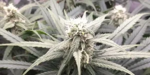 Wonder Pie cannabis plant full structure during flowering