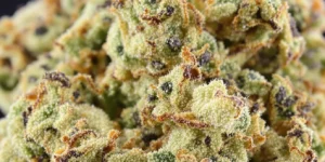 What Is Carene Terpene? Exploring in Cannabis