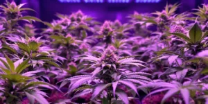 Top Cannabis Growing Supplies for Beginners and Experts