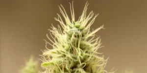Damnesia cannabis plants in vegetative stage with dense green leaves