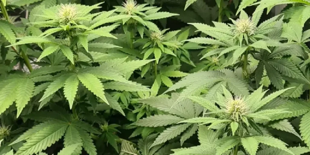 Dark Phoenix strain frosty bud with dense trichomes and white pistils
