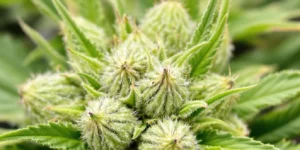 Early female cannabis plant showing white pistils
