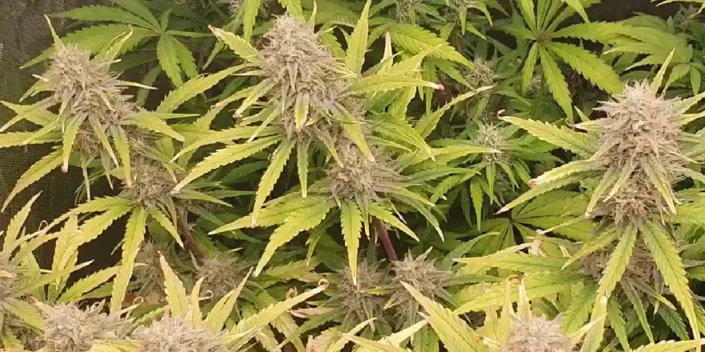 Gelato Auto Strain Grow Info