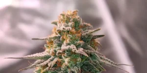 Holy Snow cannabis plant in early flowering stage with white pistils