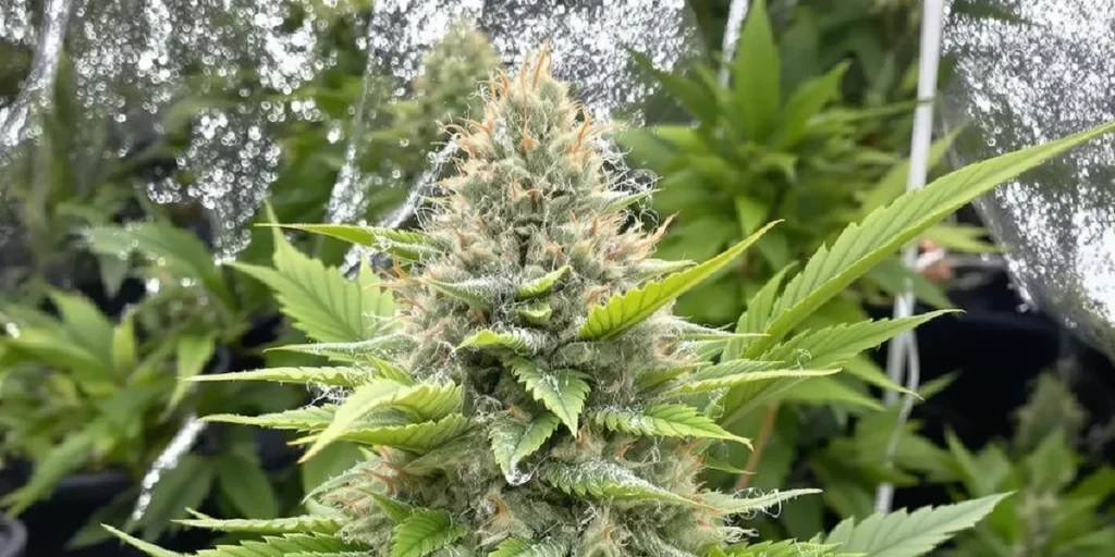 Best Growing Medium for Cannabis: Maximize Your Yields