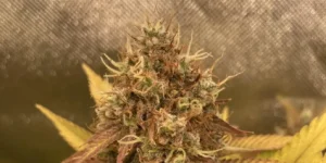 Kalashnikova cannabis strain growing indoors with dense buds