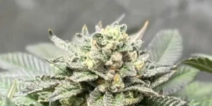King’s Kush cannabis plant in early flowering stage with multiple bud sites