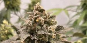 Kongs Krush cannabis plants growing indoors with dense canopy