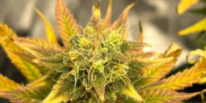 lost pearl strain bud close up flowering stage trichomes