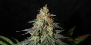 Moby Dick cannabis plant in vegetative stage with large fan leaves