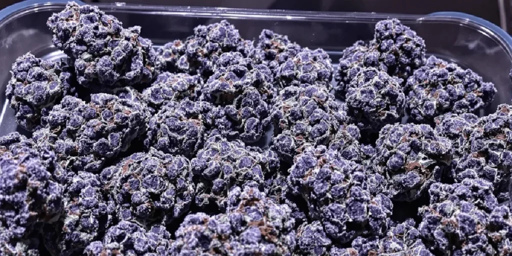 Rare cannabis bud covered in resin and trichomes