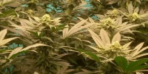 Tarte Tatin cannabis strain growing indoors with healthy foliage
