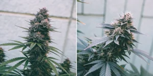 Autoflower vs photoperiod cannabis plant comparison in growth stages.