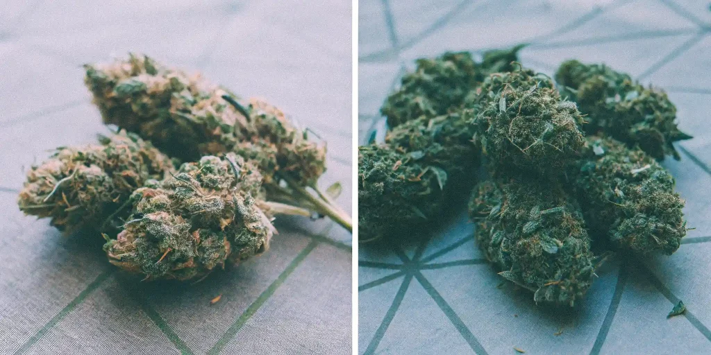 Autoflower vs photoperiod cannabis buds showing potency and resin production.