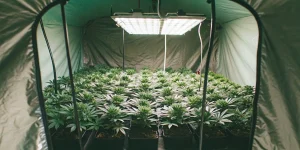 Best Auto for 3x3 Autoflower Yield: Healthy autoflowers thriving in a modern 3x3 grow tent with LED lighting.