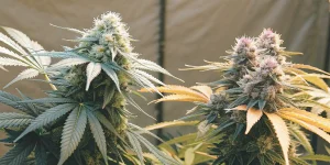 A close-up image of healthy cannabis plants showcasing the best indica strains with dense buds and vibrant colors.