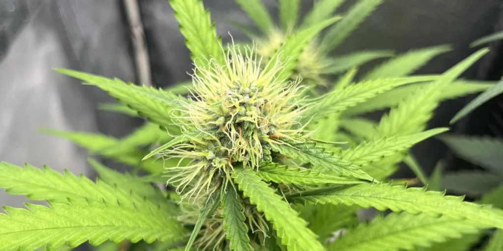Girl Scout Cookies Auto Flowering