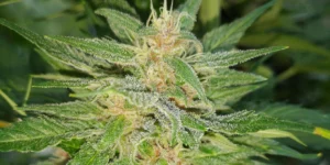 Gorilla Punch Auto Buds