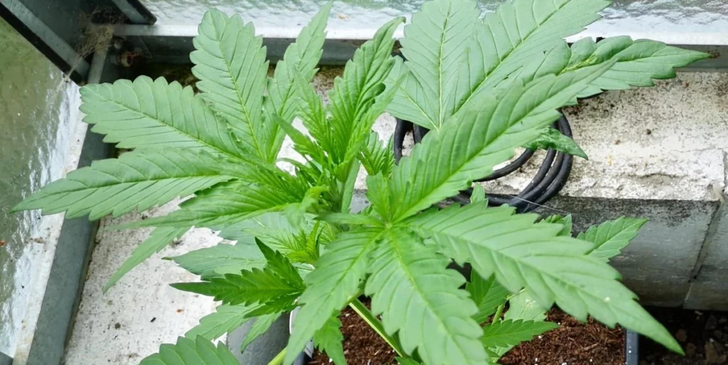 Gorilla Punch Auto Grow
