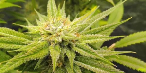 Lemon Orange Strain Buds