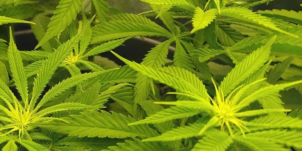 Lemon Orange Strain Flowering
