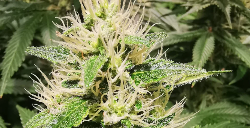 White Lemon Strain Flowering