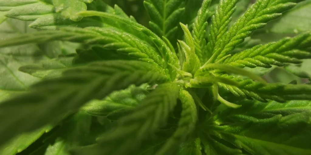White Lemon Strain Grow