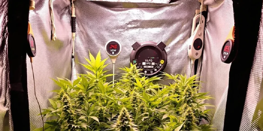 Autoflower VPD Chart: The Key to Maximizing Growth