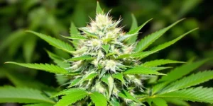 beginner autoflower cannabis plant indoor grow easy setup