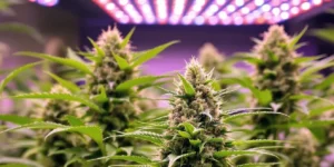 feminized cannabis plants outdoor beginner grow easy cultivation