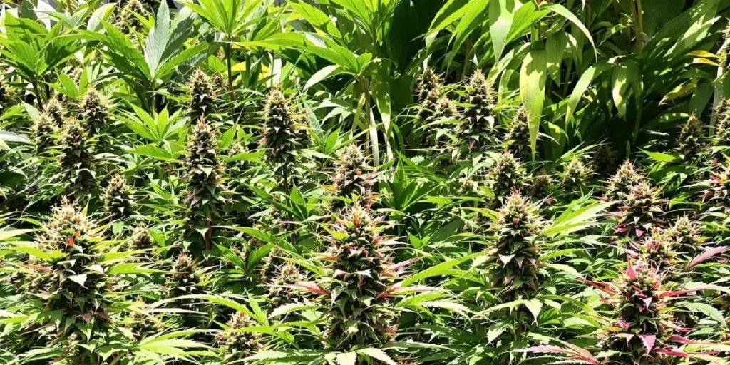 5 Best Cannabis Strains for Hot and Humid Climates